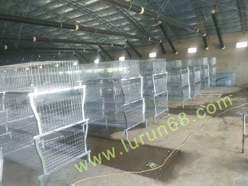 小董雞場籠具設(shè)備
