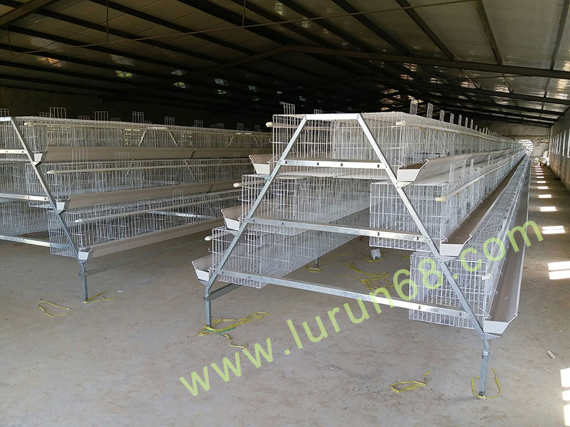 雞設(shè)備