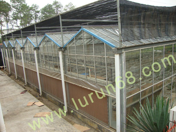 ������̰���